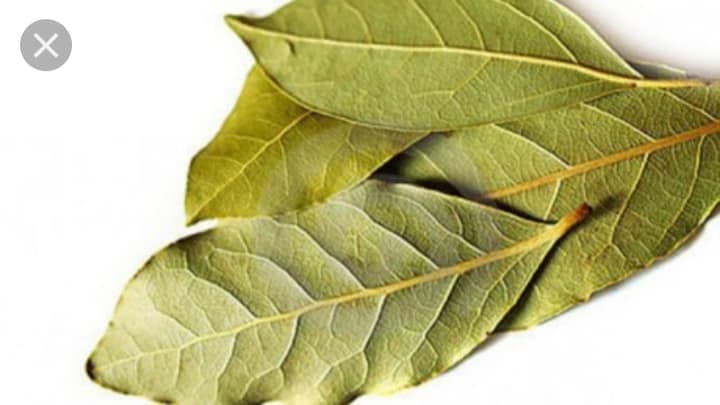 Frunze de dafin vă pot scăpa de varice, dureri articulare, dureri de cap și pierderi de memorie